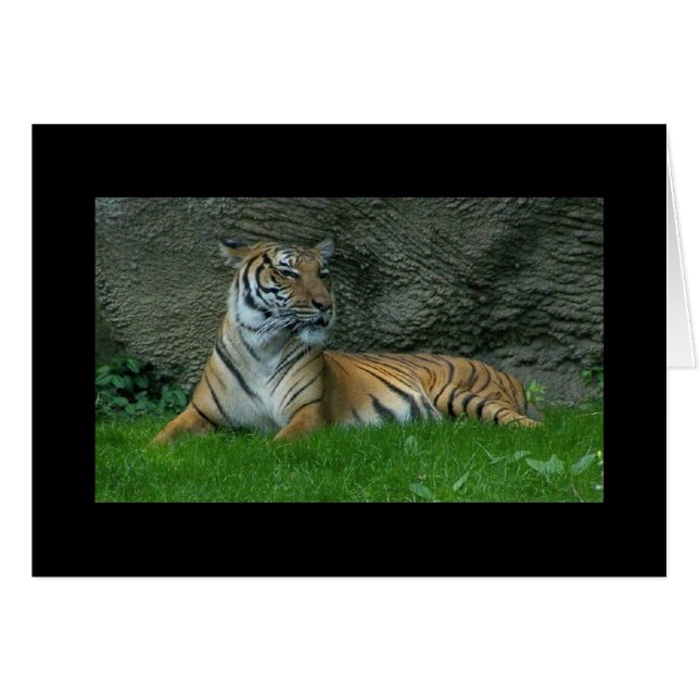 Pattes de tigre (Devant Horizontal)