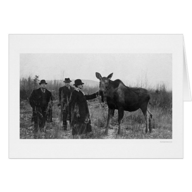 Patting a Moose Photo 1921 (Devant horizontal)