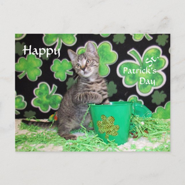Patton's St. Patrick's Day Postcard - Katze / Kitt Postkarte (Vorderseite)