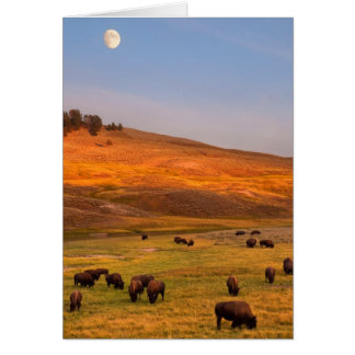 Pâturage de bisons sur la colline à Hayden Valley