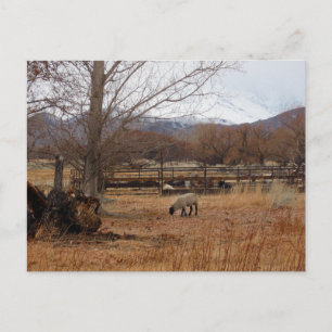 Pâturage des moutons sur carte postale de la ferme