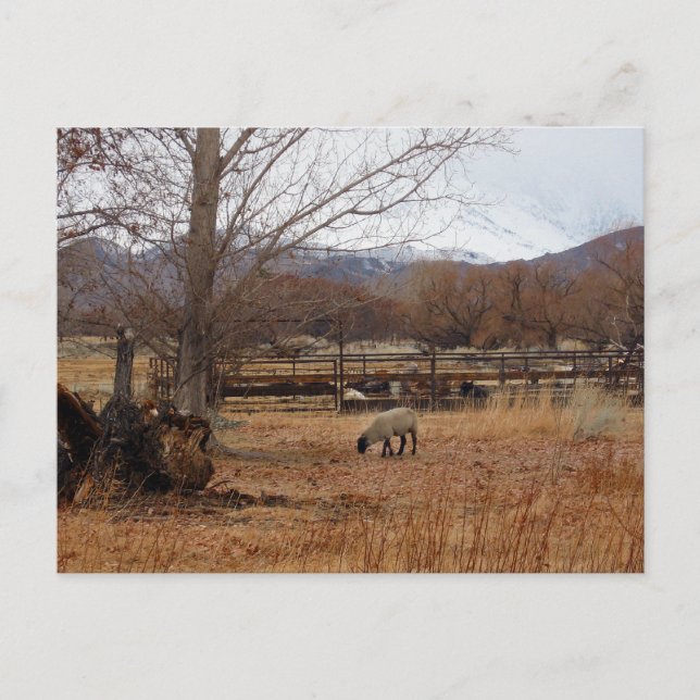 Pâturage des moutons sur carte postale de la ferme (Devant)