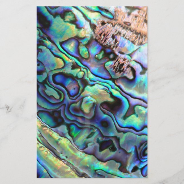 Paua abalone-Muschel (Vorderseite)