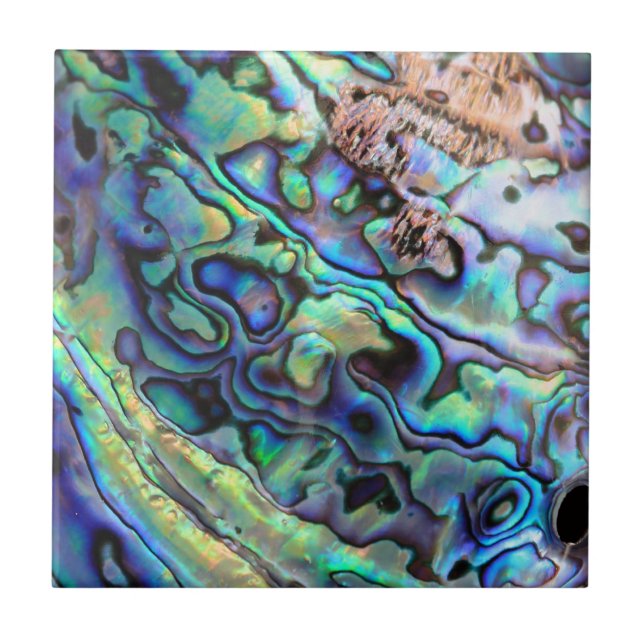 Paua abalone-Muschel Fliese (Vorderseite)