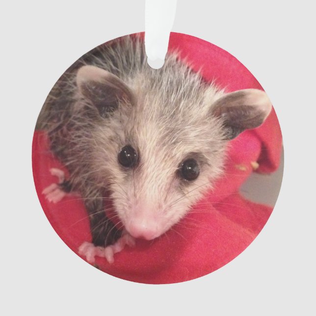 Paulee le petit O'Possum d'Indiana du sud (devant)