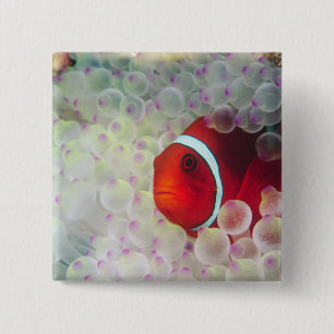 Paupau Neue Guinea, Great Barrier Reef Button