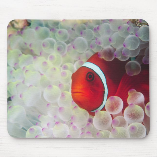 Paupau Neue Guinea, Great Barrier Reef Mousepad (Vorne)