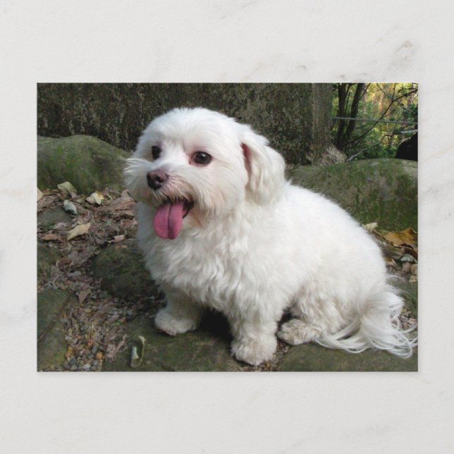 Pausenzeit Postkarte (Vorderseite)