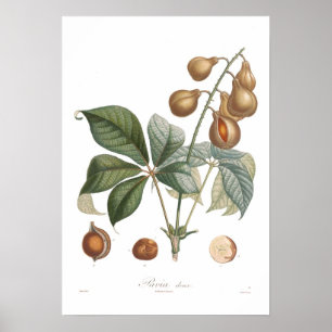 Pavia, Roter Buckeye Poster
