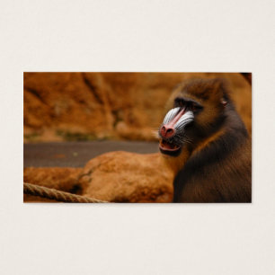 Pavian/Baboon