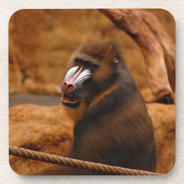Pavian/Baboon Untersetzer (Vorderseite)