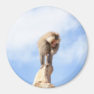 Pavianaffe auf einem Berggipfel Magnet