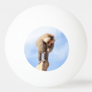 Pavianaffe auf einem Berggipfel Tischtennisball