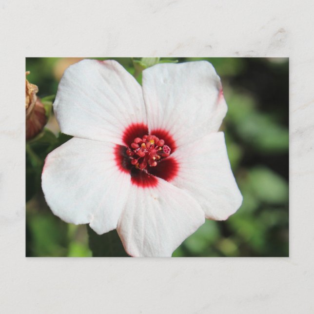Pavonia Hastata # 2 Postkarte (Vorderseite)