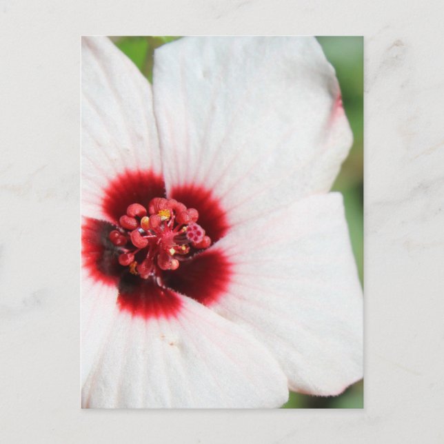 Pavonia Hastata # 3 Postkarte (Vorderseite)