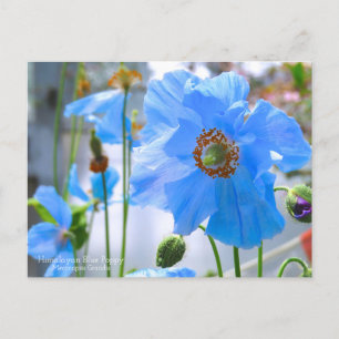 Pavot bleu himalayen : Carte postale