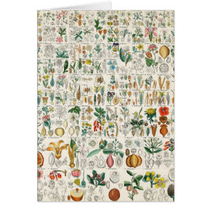 Pavot, classifications de plante violettes