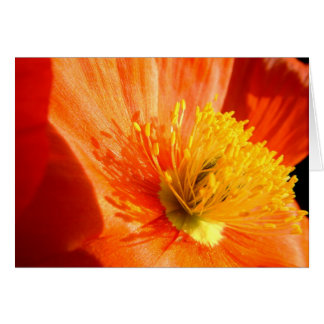 pavot rouge