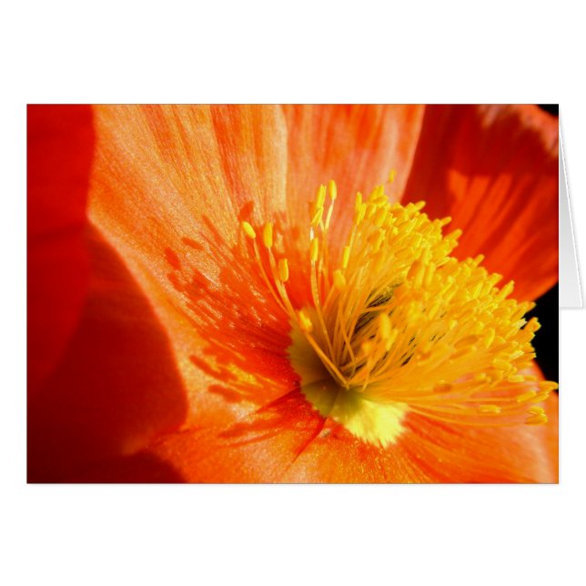 pavot rouge (Devant horizontal)