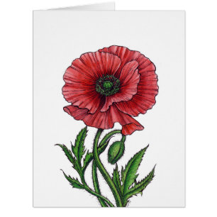 Pavot rouge, aquarelle et encre