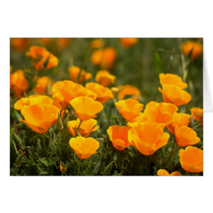 Pavots de Californie, Parc d'État Montana de Oro