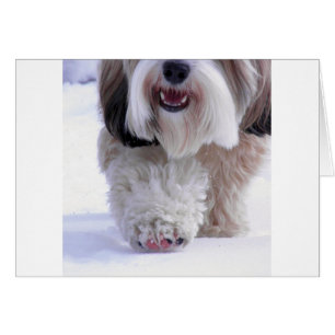 Paw À Neige Tibétain Fluffy Cute