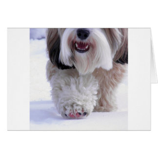 Paw À Neige Tibétain Fluffy Cute