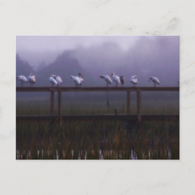 Pawley Island Foggy Morning Post Card Postkarte (Vorderseite)
