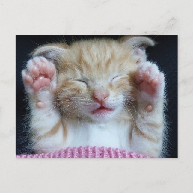 Paws up Kitty Postkarte (Vorderseite)