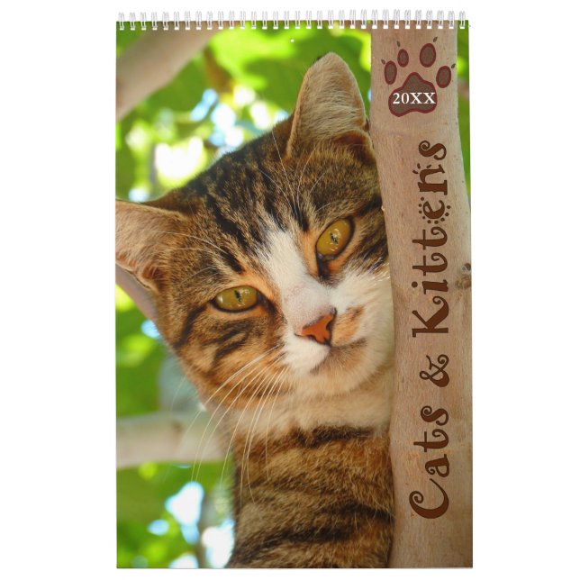 Pawsitiv Katzen und Kätzchen 2021 Kalender (Titelbild)