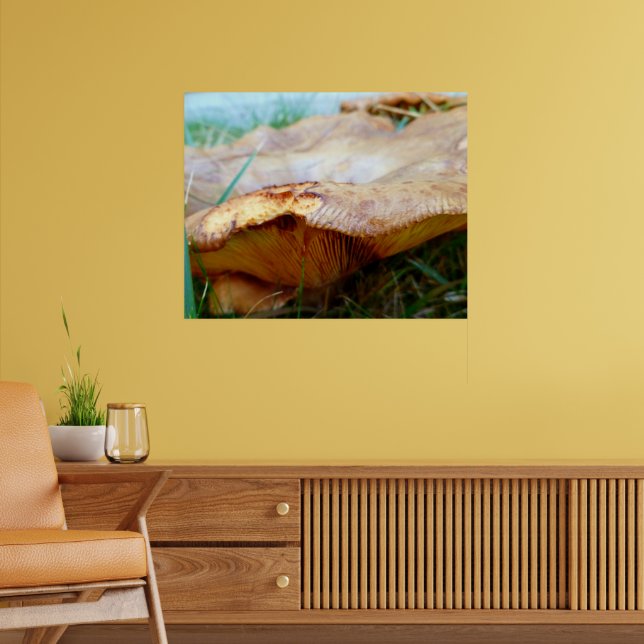 Paxillus involutus poster (Wohnzimmer 2)