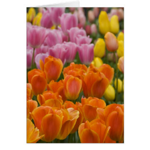 Pays-Bas aka Hollande), Lisse. Keukenhof 4