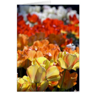 Pays-Bas alias Holland), Lisse. Keukenhof