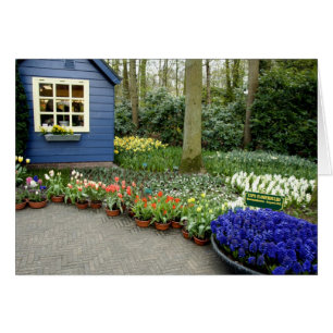 Pays-Bas alias Hollande), Lisse. Keukenhof 11