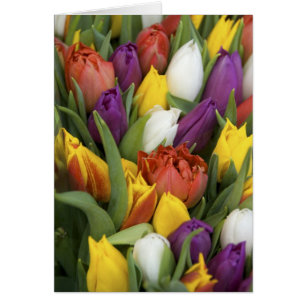 Pays-Bas, Hollande du Sud, Amsterdam