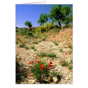Paysage andalou avec des pavots.