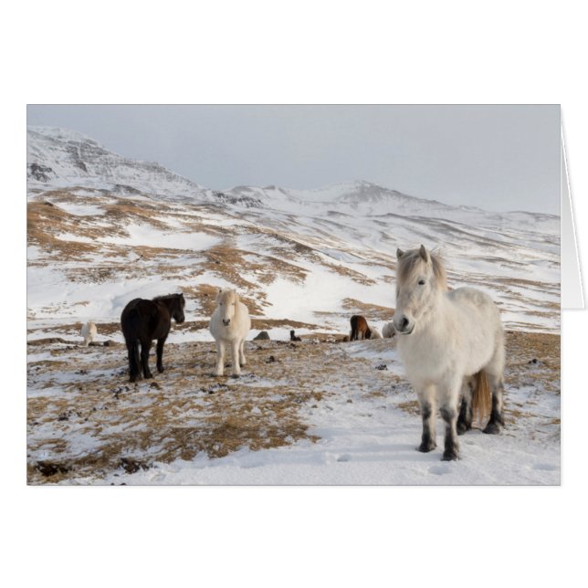 Paysage avec chevaux islandais (Devant horizontal)
