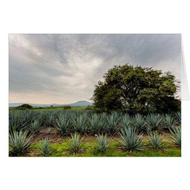 Paysage avec l'agave bleu (Devant horizontal)