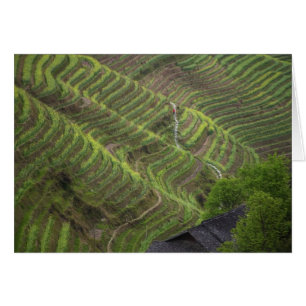 Paysage des terrasses de riz dans la montagne,
