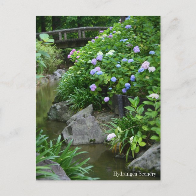 Paysage Hydrangea : Carte postale (Devant)