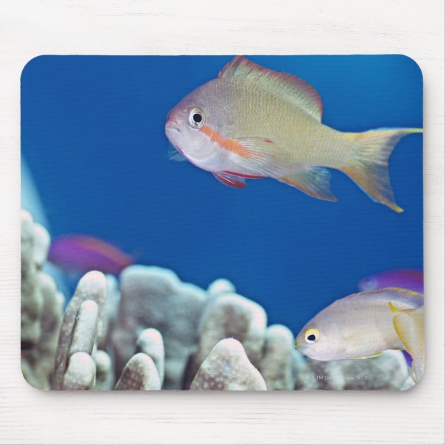 Pazifik-Fagott Mousepad (Vorne)