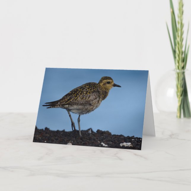 Pazifik-Goldener Plover Feiertagskarte (Vorderseite)