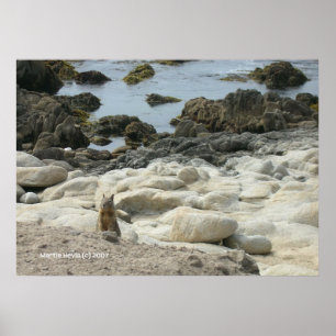 Pazifik-Grosshörnchen Poster