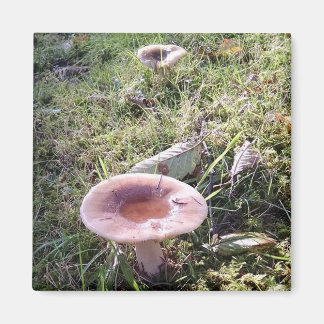 Pazifik Nordwest-Rushroom Magnet