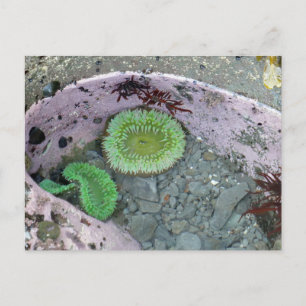 Pazifik Nordwesttidepool mit grünen Anenomen Postkarte