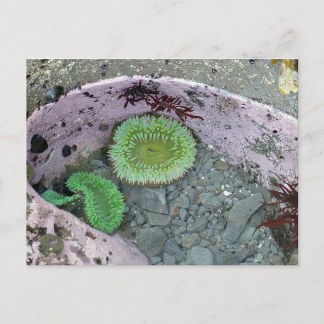 Pazifik Nordwesttidepool mit grünen Anenomen Postkarte (Vorderseite)