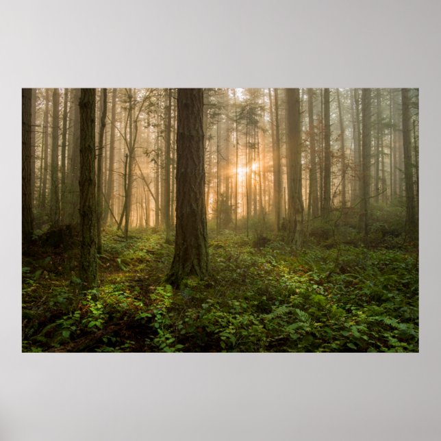 Pazifik Nordwestwald | Foggy Morning Poster (Vorne)