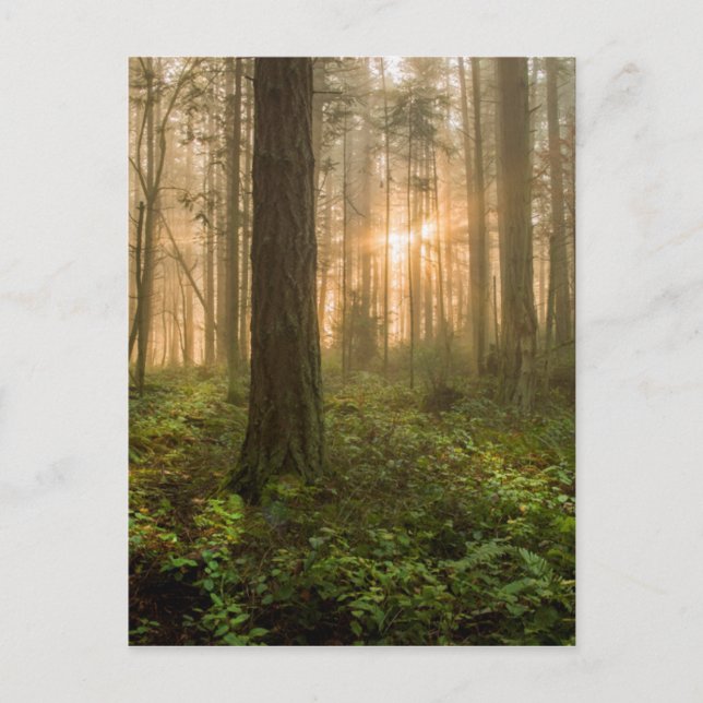 Pazifik Nordwestwald | Foggy Morning Postkarte (Vorderseite)