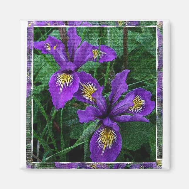 Pazifikküste (Douglas iris) - Magnet (Vorne)