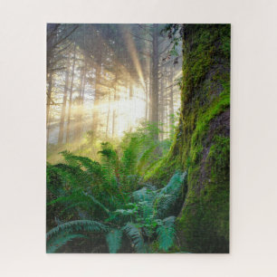 Pazifikküstenwald, Oregon